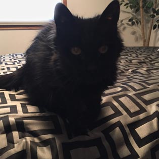 your kitty sitters testa-meowals
